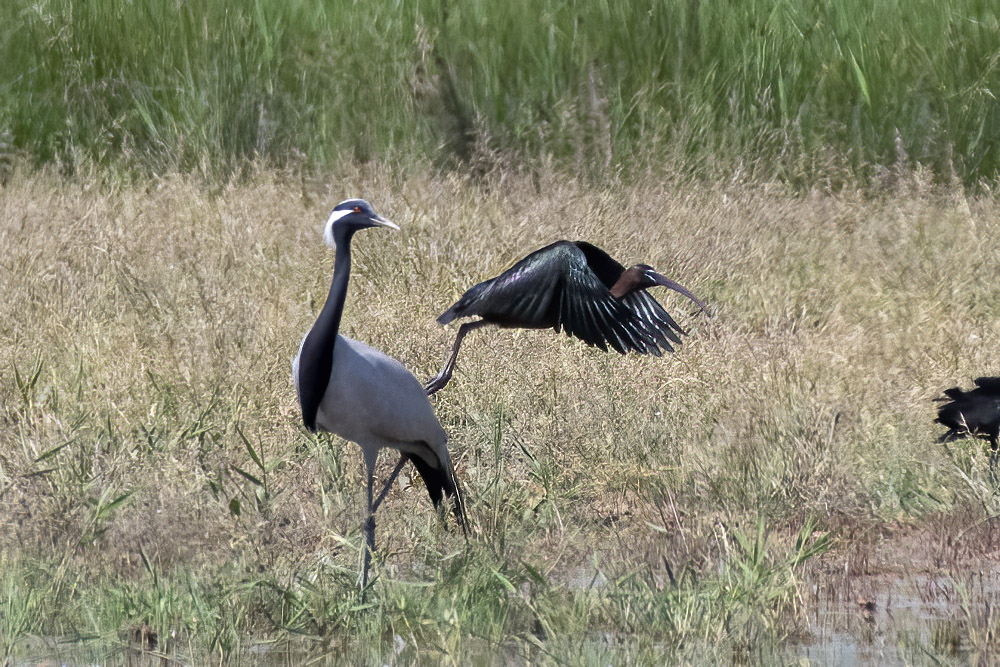 Demoiselle Crane